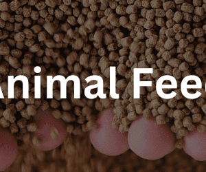Animal Feed
